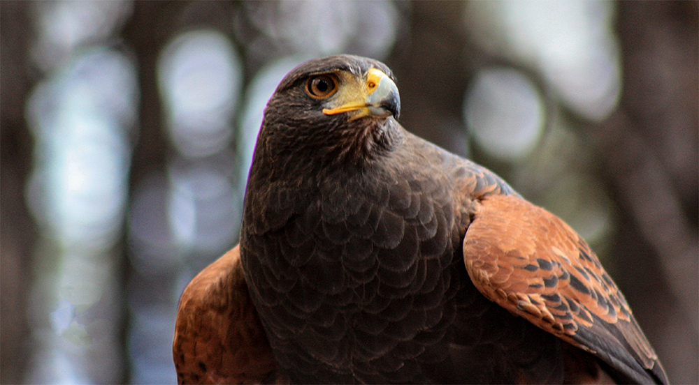 Harris's hawk