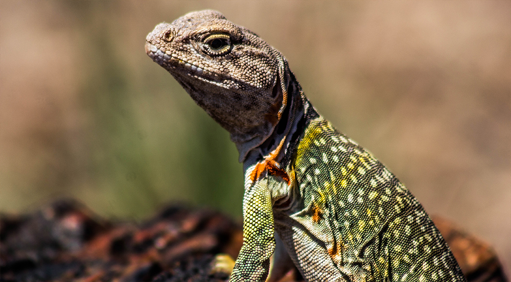 Collared Lizard 