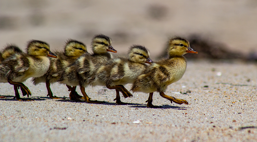 Canada Goose Chicks