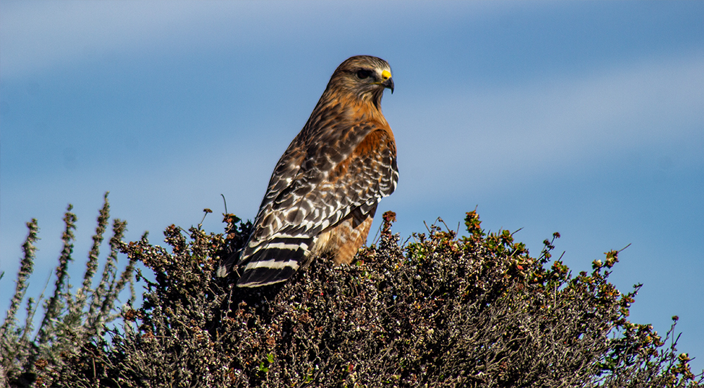 Red Tailed Hawk