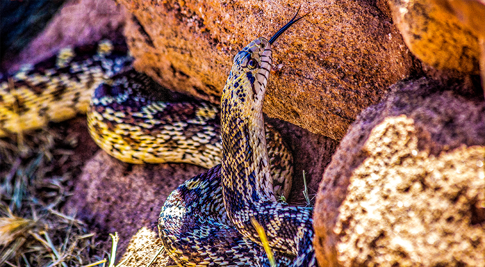 Plains Hognose Snake