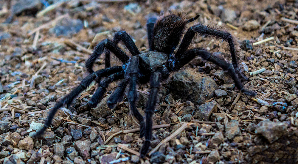 Tarantula