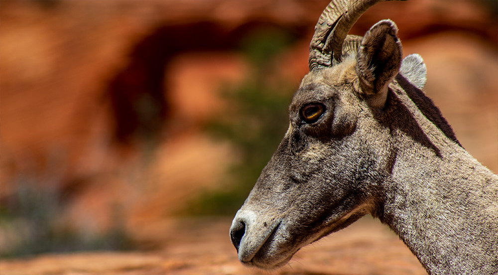 Bighorn Sheep