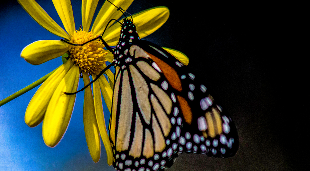 Monarch Butterfly