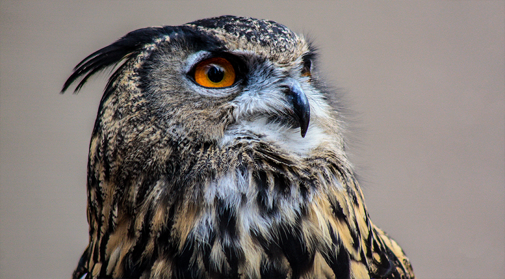 Great Horned Owl 