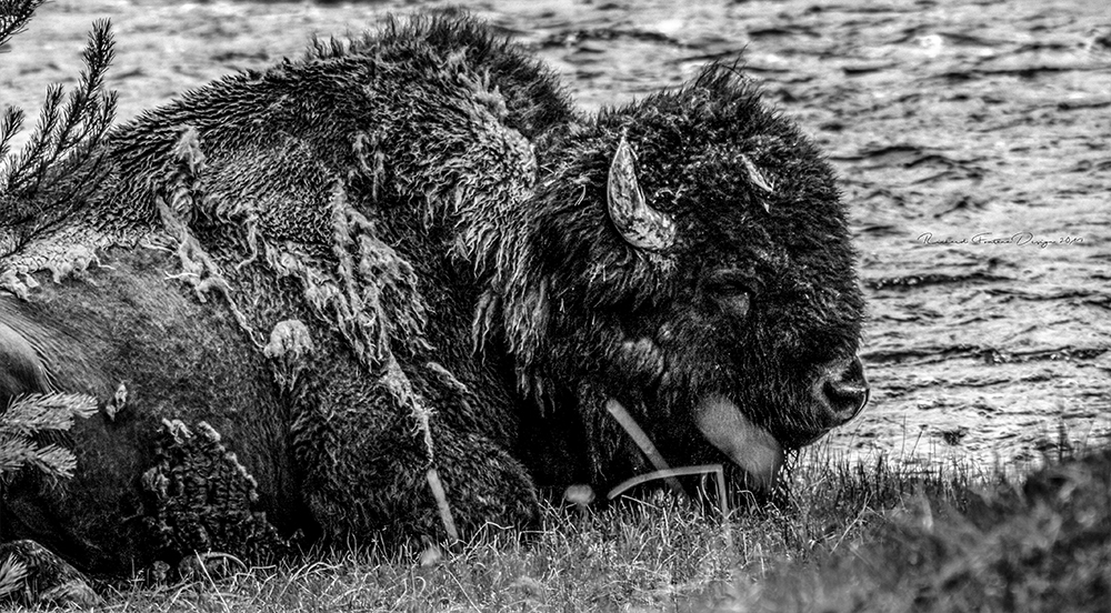 Yellowstone Bison 