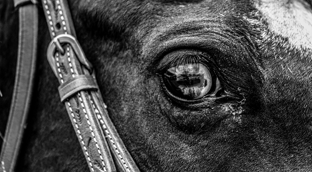 Fort Ord War Horses