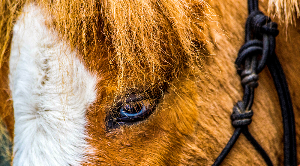 Eye of a Horse 
