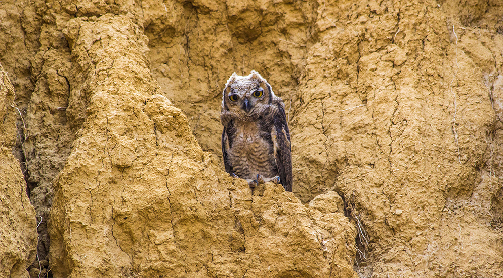 Great Horned Ow