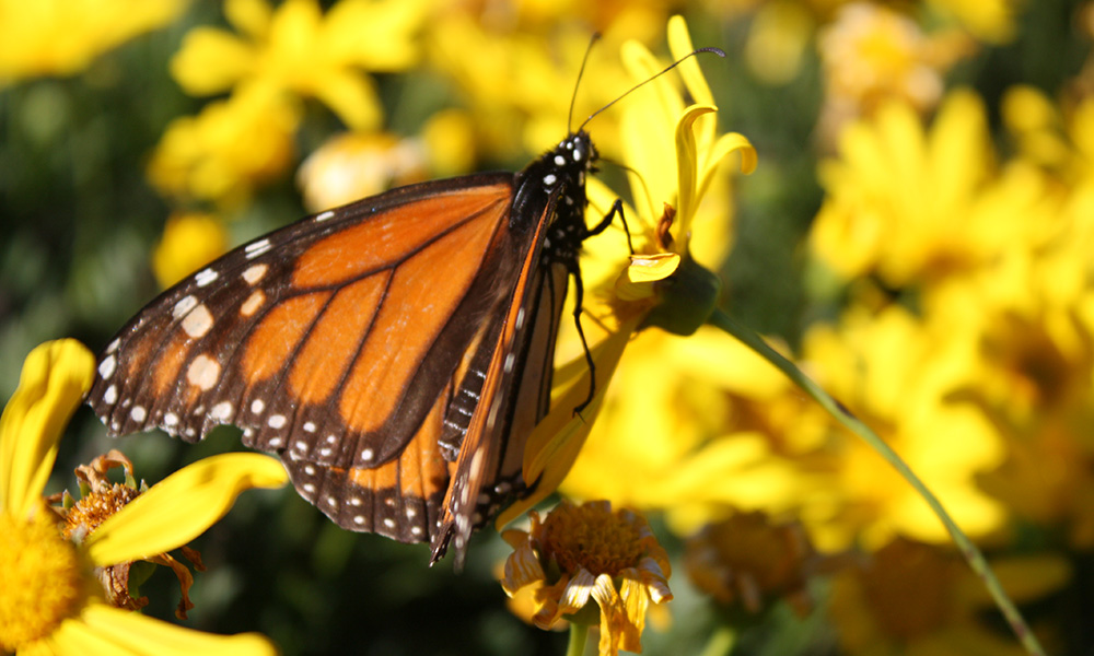 Monarch butterfly