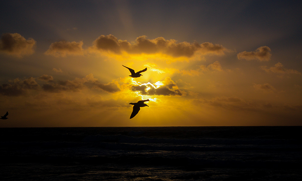  Birds at Sunset